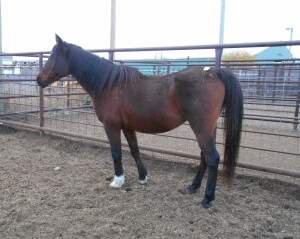 Blueberry - Bay Arab Mare