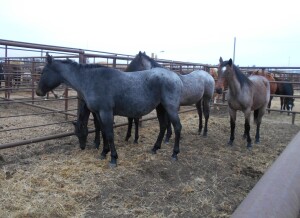 Red Roan QH Stud