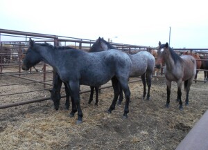 Blue Roan QH Mare