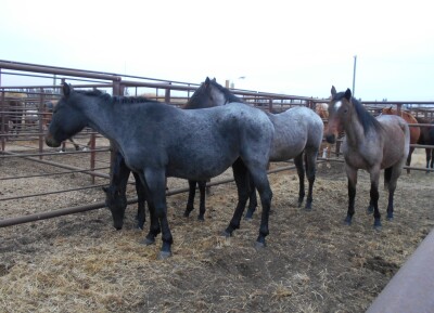 Blue Roan QH Mare