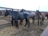 Black Mini Mare
