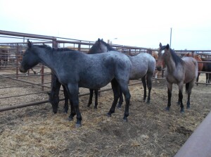 Black Mini Mare