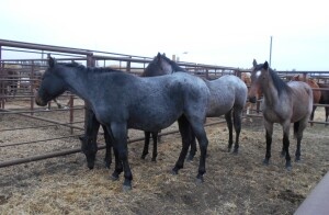Red Roan Mare