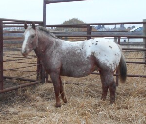 Arrowhead - Appy Pony Cross Stud