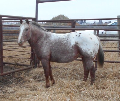 Arrowhead - Appy Pony Cross Stud