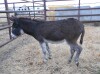 Packman - Brown Mini Donkey