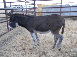 Packman - Brown Mini Donkey
