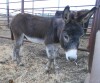 Packman - Brown Mini Donkey - 2