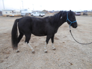 Princess - Black Welsh Cross Mare