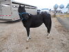 Princess - Black Welsh Cross Mare - 2