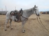 Steel - Grey QH Gelding