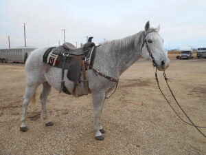 Steel - Grey QH Gelding