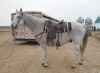 Steel - Grey QH Gelding - 2