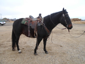 Jinx - Black QH Gelding