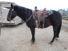 Jinx - Black QH Gelding - 2