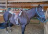 Jasper - Liver Chestnut AQHA Gelding