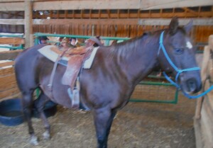 Jasper - Liver Chestnut AQHA Gelding