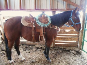 Money Machine - Bay AQHA Gelding