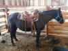 Midnight - Black Canadian/Qh Cross Mare