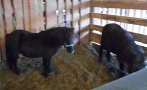 Gus - Black Mini Gelding