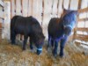 Gus - Black Mini Gelding - 2