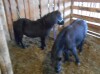 Gus - Black Mini Gelding - 3