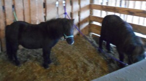 Duke - Black Mini Gelding