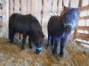 Duke - Black Mini Gelding - 2