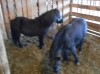 Duke - Black Mini Gelding - 3