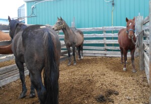 Buckskin Stud