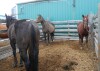 Sorrel Gelding