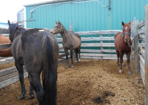 Sorrel Gelding