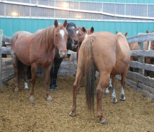 Sorrel Mare