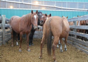 Sorrel Mare