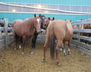 Black Mare