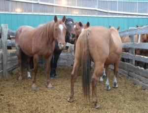Palomino Mare