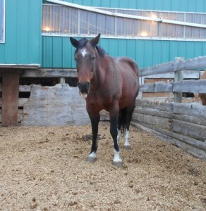 Bay Mare