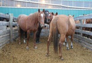 Bay Mare