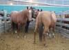 Red Roan Mare