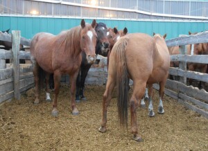Red Roan Mare