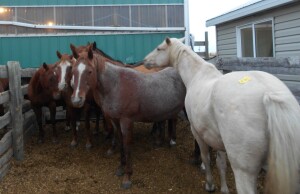 Sorrel Mare