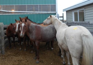 Palomino Mare