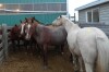 Bay Mare