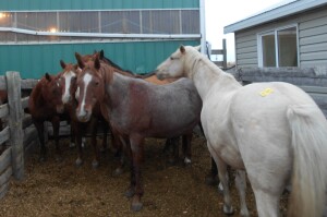 Bay Mare