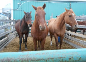 Dun Mare