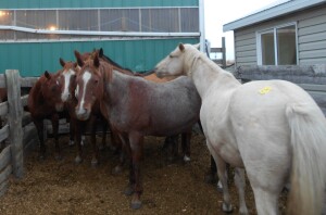 Sorrel Mare