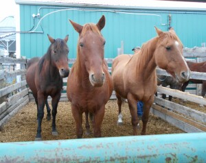 Bay Mare