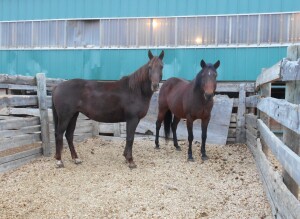 Chestnut Mare