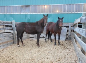 Bay Mare