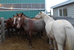 Dun Mare